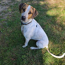 Dog for adoption - Hank, a Mixed Breed in Youngstown, OH