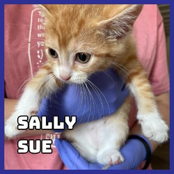 Thumbnail photo of Sally Sue #1