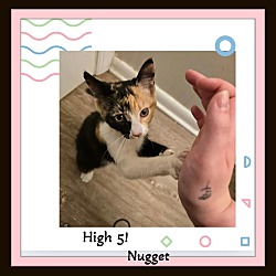 Thumbnail photo of Nugget - Total Lapcat &Playful #3