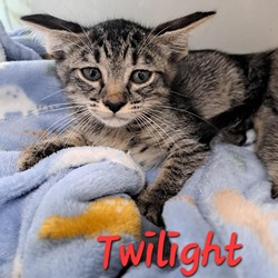 Thumbnail photo of Twilight #1