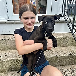 Thumbnail photo of CORA  12 POUND PUPPY  FOSTERED IN NEW JERSEY #2