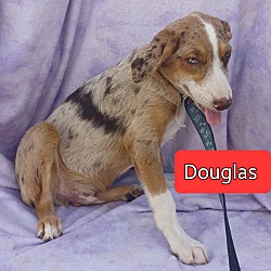 Thumbnail photo of Douglas #2