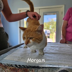 Thumbnail photo of Morgan #2