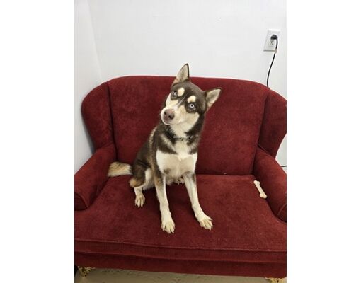 Franklinton, LA - Husky. Meet BANDIT a Pet for Adoption - AdoptaPet.com