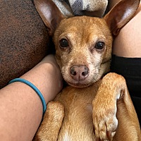 adopt a pet