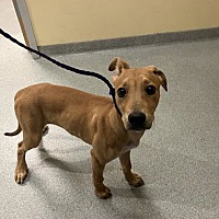 adopt a pet