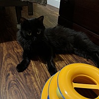 adopt a pet