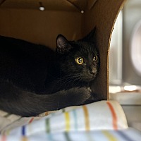 adopt a pet