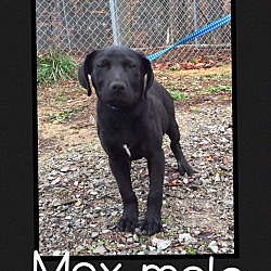 Thumbnail photo of Max (Pom) #2