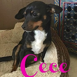 Thumbnail photo of CeCe (Courtesy Listing) #1
