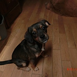 Thumbnail photo of Pistol Annie~adopted! #1
