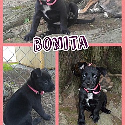 Photo of Bonita