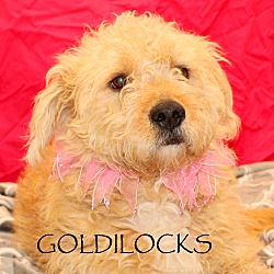 Thumbnail photo of Goldilocks~adopted! #2