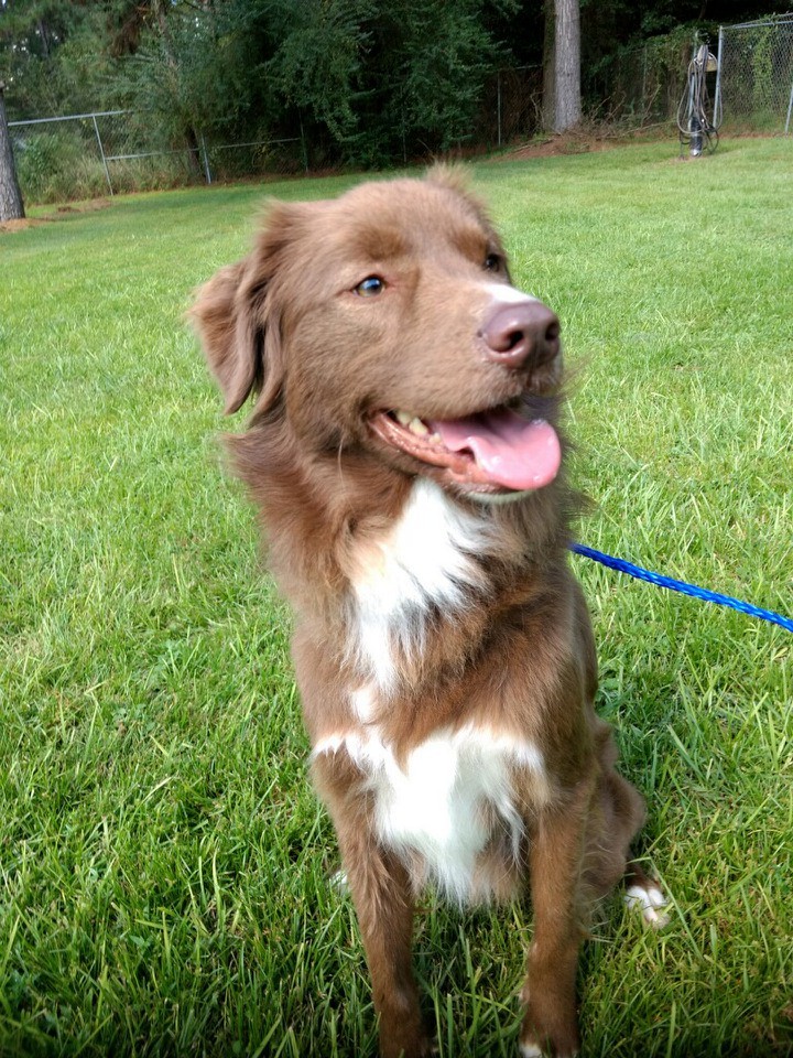 [最も欲しかった] australian shepherd bernese mountain dog nova scotia duck