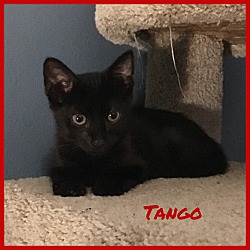 Photo of Tango
