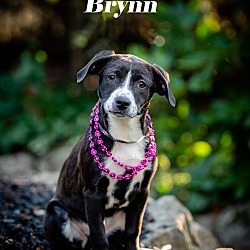 Thumbnail photo of Brynn #1