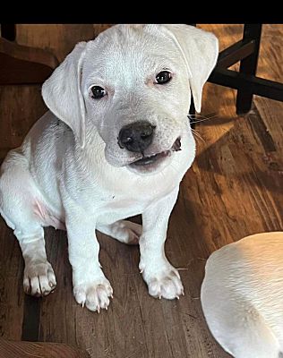 Options Lab Appleton Wi Appleton, WI - Labrador Retriever. Meet Summer a Pet for Adoption ...