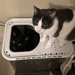 Photo of Nacho and Toebe (2 cats)