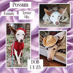 Photo of Possum