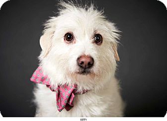 New York, NY - Westie, West Highland White Terrier. Meet Betty a Pet ...