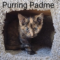 Photo of Purring Padme