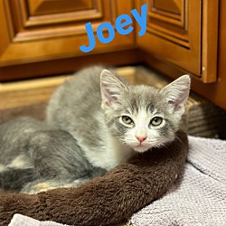 Photo of Joey