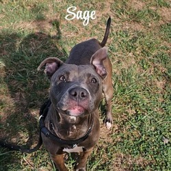 Thumbnail photo of Sage #3