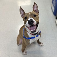adopt a pet