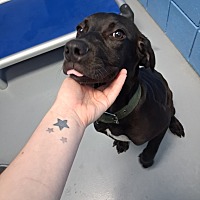 adopt a pet