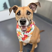 adopt a pet