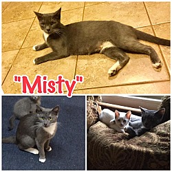Thumbnail photo of Misty #1