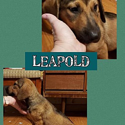 Photo of Leapold