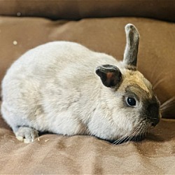 Photo of Nani (Rabbit)