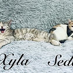 Thumbnail photo of Seda & Xyla #1