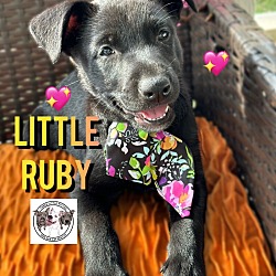Thumbnail photo of Little Ruby Gem #2