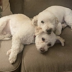 Photo of CODY AND CHARLIE - Bonded buddies