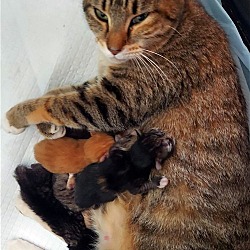 Photo of Barbara and Kittens