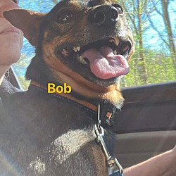 Photo of Bob