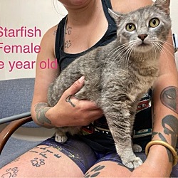 Photo of Starfish