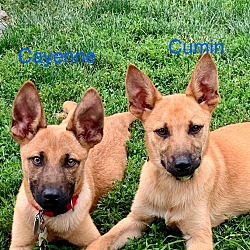 Thumbnail photo of Spice Pups : Cayenne #4