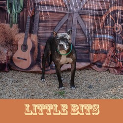 Thumbnail photo of Little Bits #1