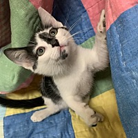 adopt a pet