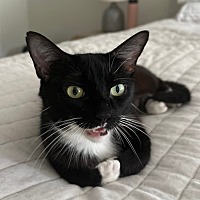 adopt a pet