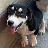 adopt a pet