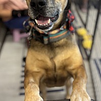 adopt-pet