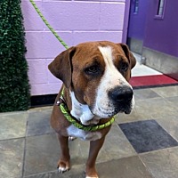 adopt a pet