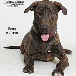 Thumbnail photo of Pesto #1