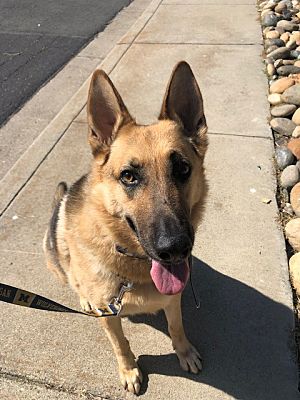 Discovery Bay, CA - German Shepherd Dog. Meet Lila a Pet for Adoption ...