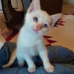 Thumbnail photo of Rueger-Flame Pt Siamese baby #4