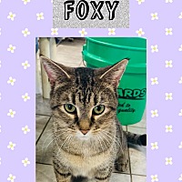Photo of Foxy